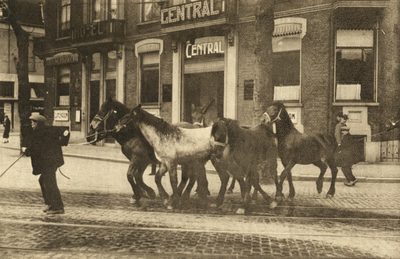 300982 Afbeelding van enkele paarden op de het Stationsplein te Utrecht, die terug komen van de Palmpaardenmarkt op het ...